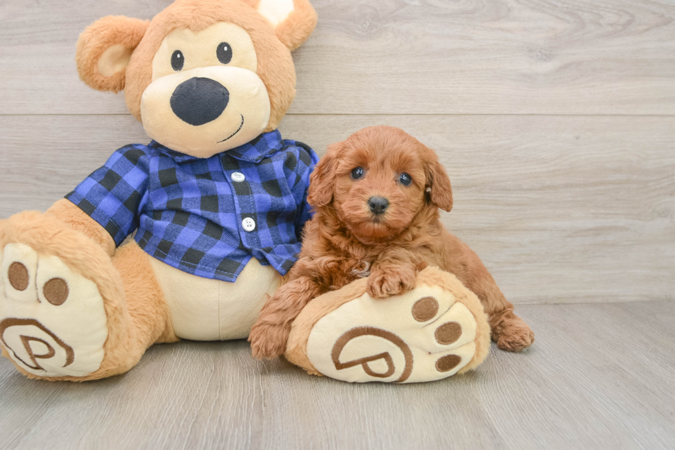 Friendly Mini Goldendoodle Baby