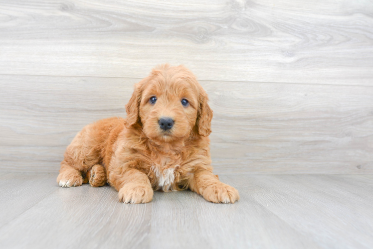 Cute Golden Retriever Poodle Mix Puppy