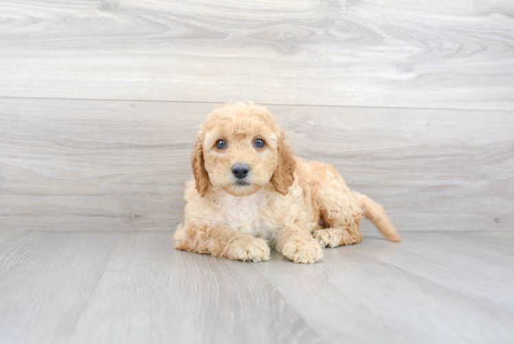 Meet Vanna - our Mini Goldendoodle Puppy Photo 1/3 - Puppy Love PR Mini Goldendoodle Puppy for Adoption