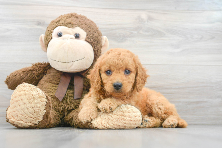 Cute Mini Goldendoodle Poodle Mix Pup