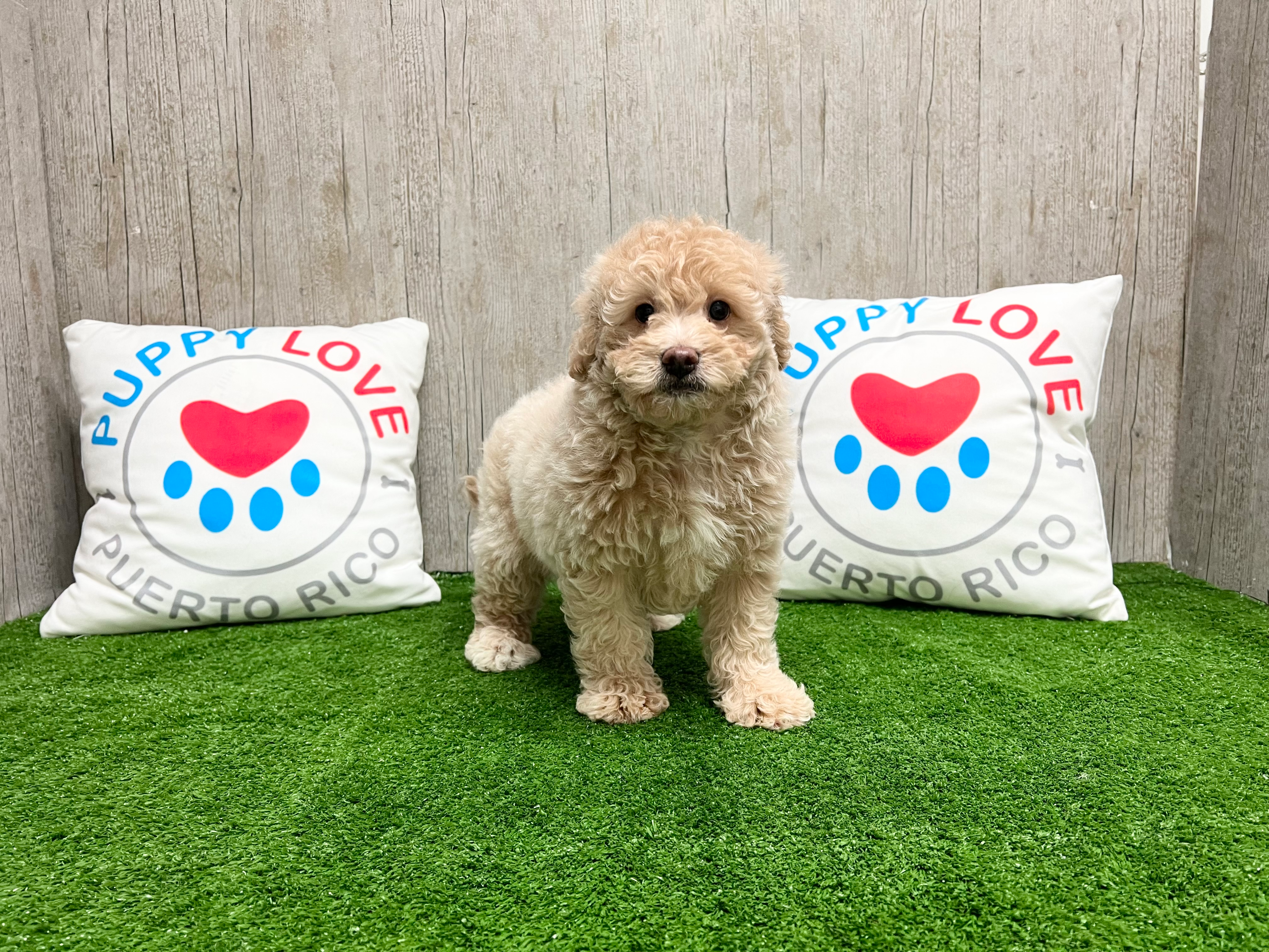 Mini Goldendoodle Pup Being Cute