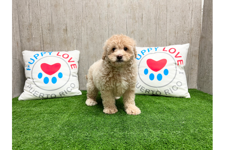 Mini Goldendoodle Pup Being Cute