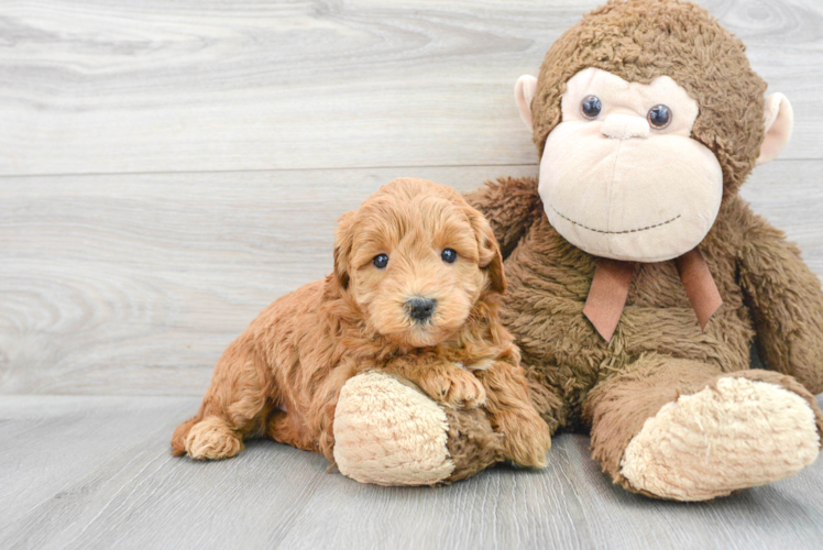 Meet Vega - our Mini Goldendoodle Puppy Photo 1/3 - Puppy Love PR Mini Goldendoodle Puppy for Adoption