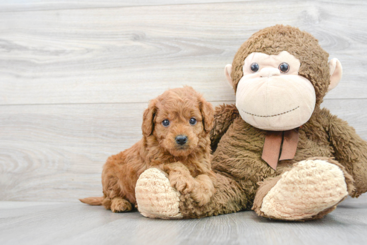 Meet Vega - our Mini Goldendoodle Puppy Photo 1/3 - Puppy Love PR Friendly Mini Goldendoodle Baby