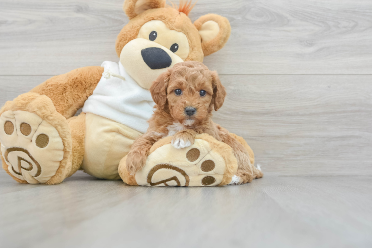 Meet Vega - our Mini Goldendoodle Puppy Photo 1/3 - Puppy Love PR Mini Goldendoodle Pup Being Cute