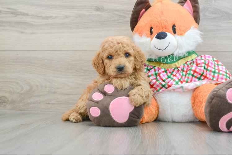 Meet Vega - our Mini Goldendoodle Puppy Photo 1/3 - Puppy Love PR Friendly Mini Goldendoodle Baby