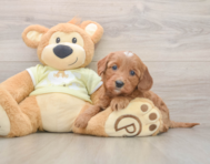 7 week old Mini Goldendoodle Puppy For Sale - Puppy Love PR