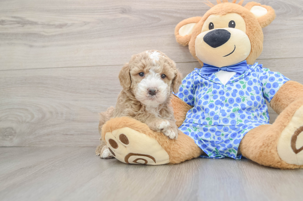 Cute Mini Goldendoodle Baby
