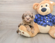 8 week old Mini Goldendoodle Puppy For Sale - Puppy Love PR