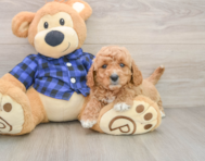 6 week old Mini Goldendoodle Puppy For Sale - Puppy Love PR