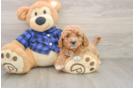 Petite Mini Goldendoodle Poodle Mix Pup