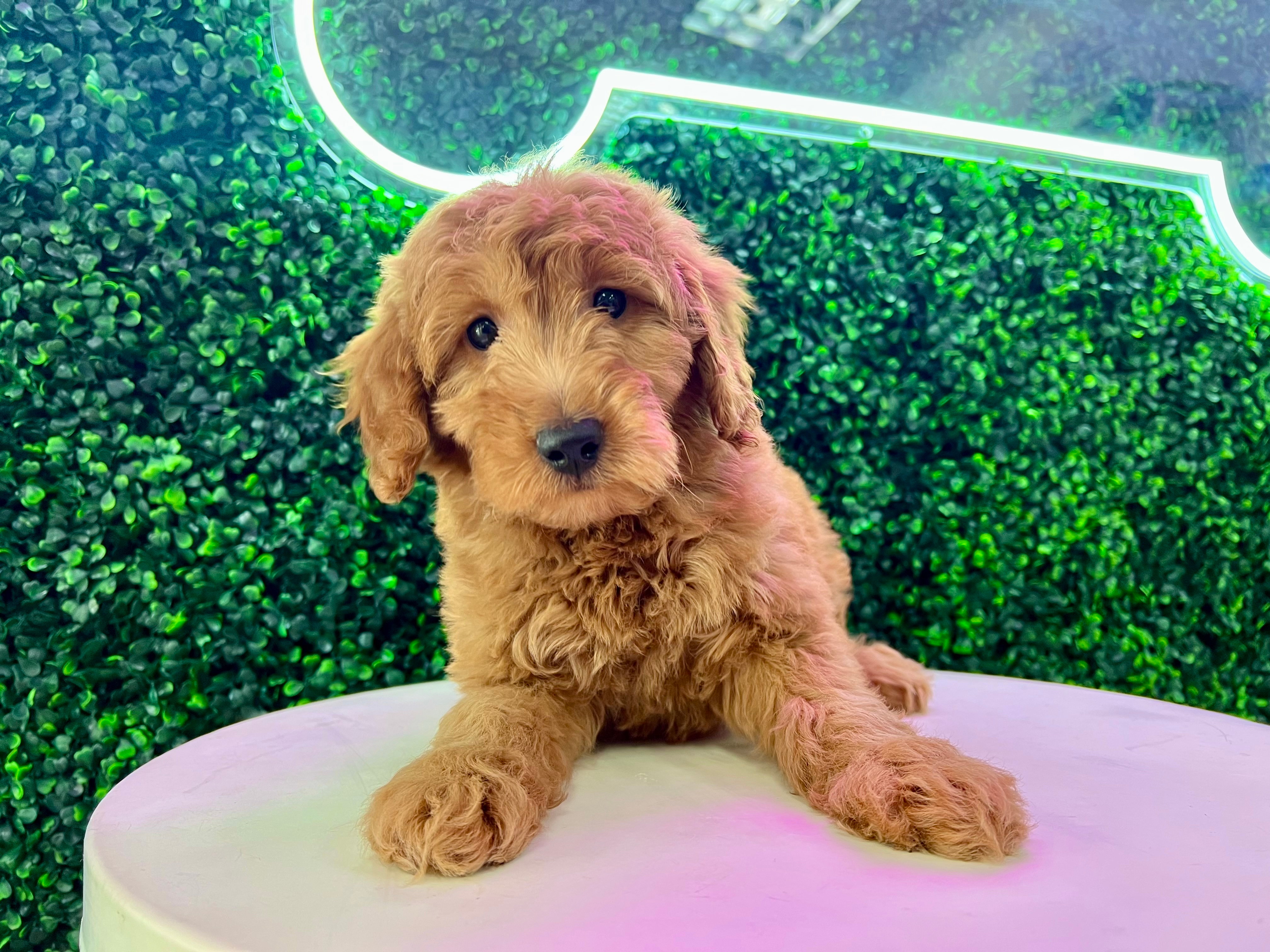 Cute Mini Goldendoodle Baby