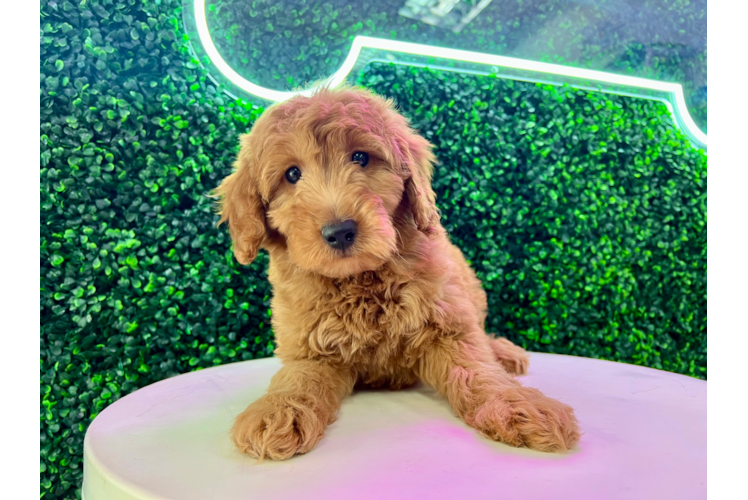 Cute Mini Goldendoodle Baby