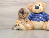 8 week old Mini Goldendoodle Puppy For Sale - Puppy Love PR