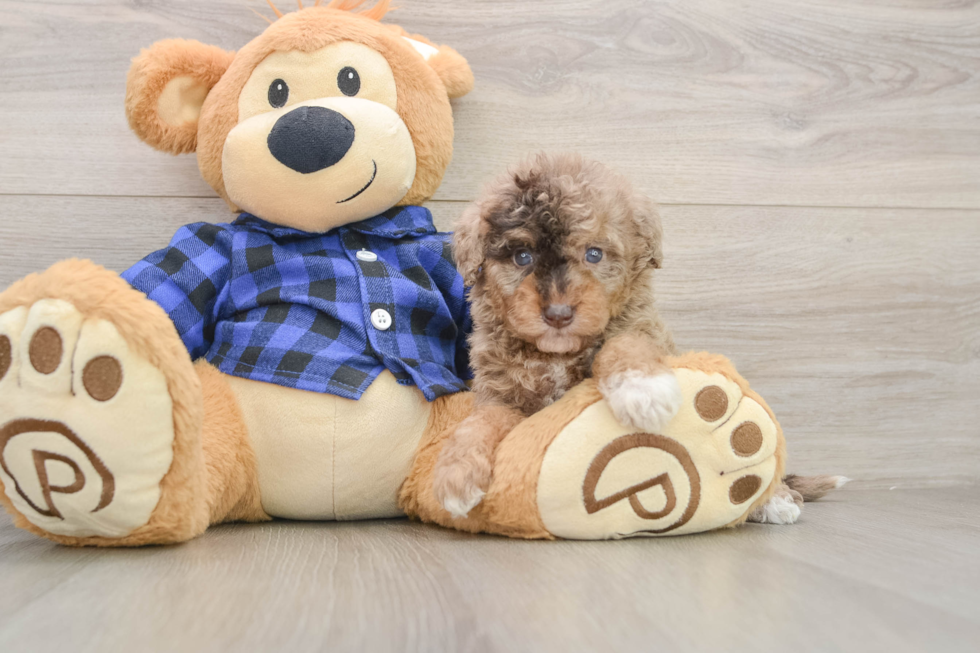 Mini Goldendoodle Pup Being Cute
