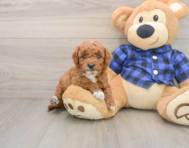 6 week old Mini Goldendoodle Puppy For Sale - Puppy Love PR