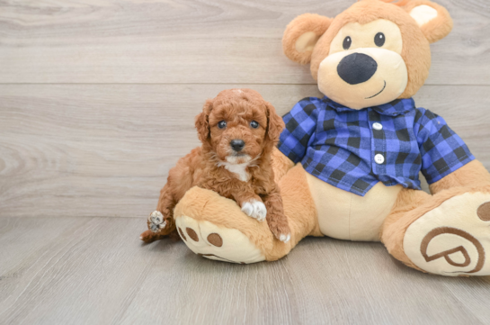 Mini Goldendoodle Pup Being Cute
