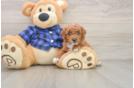 Popular Mini Goldendoodle Poodle Mix Pup