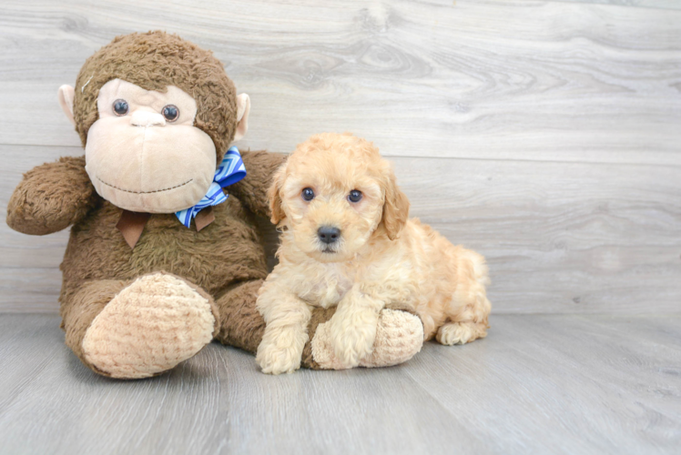 Cute Mini Goldendoodle Poodle Mix Pup