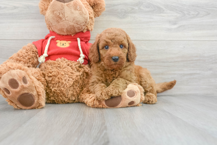 Mini Goldendoodle Pup Being Cute