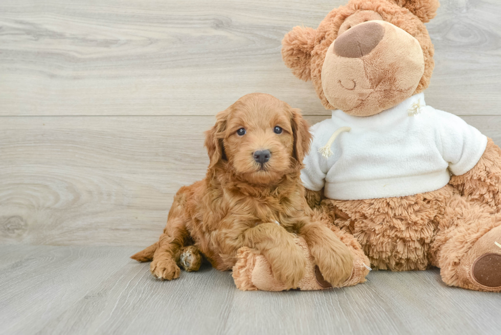 Funny Mini Goldendoodle Poodle Mix Pup