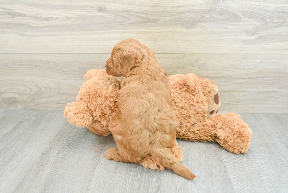 Mini Goldendoodle Pup Being Cute