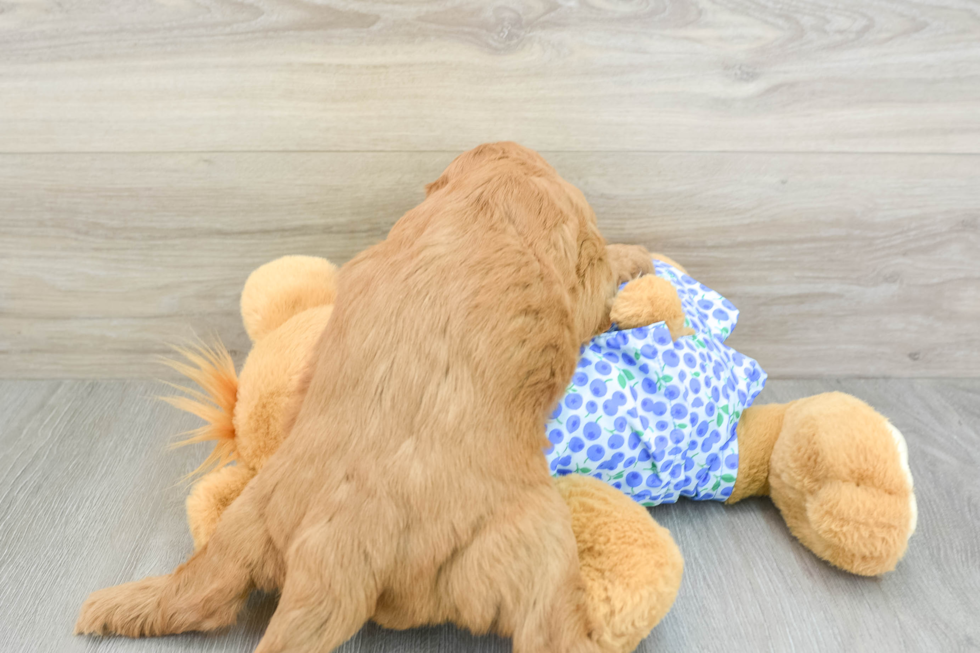 Mini Goldendoodle Pup Being Cute