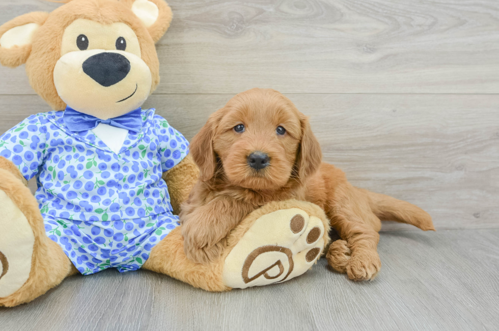 5 week old Mini Goldendoodle Puppy For Sale - Puppy Love PR