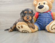 8 week old Mini Goldendoodle Puppy For Sale - Puppy Love PR