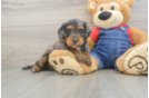 Best Mini Goldendoodle Baby