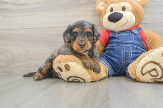 Best Mini Goldendoodle Baby