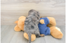 Mini Goldendoodle Pup Being Cute