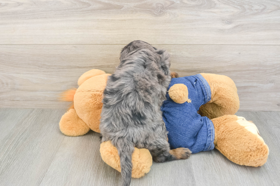 Mini Goldendoodle Pup Being Cute
