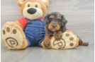 Mini Goldendoodle Pup Being Cute