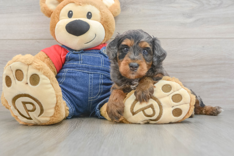 Mini Goldendoodle Pup Being Cute