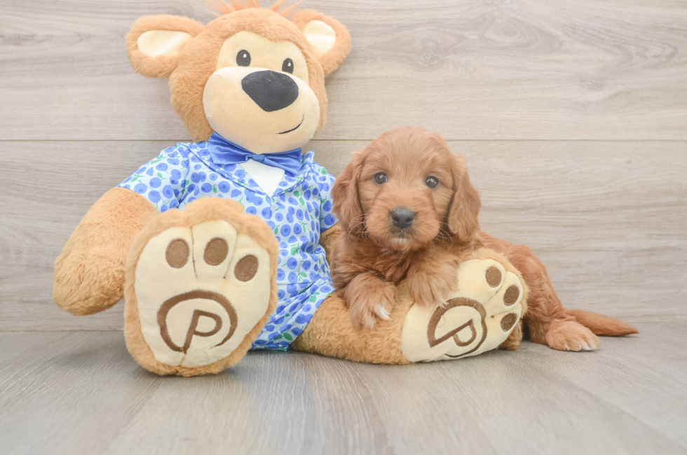 5 week old Mini Goldendoodle Puppy For Sale - Puppy Love PR