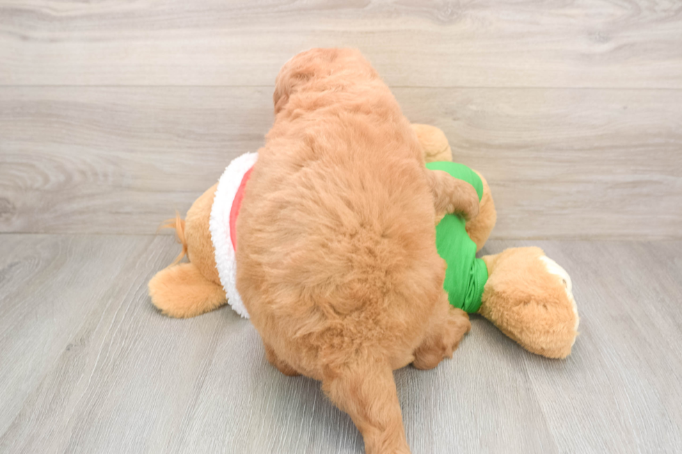 Adorable Golden Retriever Poodle Mix Poodle Mix Puppy