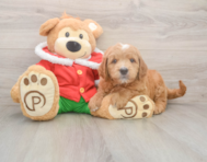 6 week old Mini Goldendoodle Puppy For Sale - Puppy Love PR