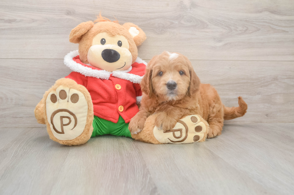 6 week old Mini Goldendoodle Puppy For Sale - Puppy Love PR