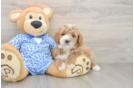 Mini Goldendoodle Pup Being Cute