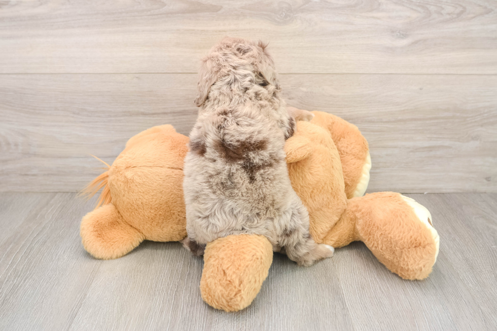 Funny Mini Goldendoodle Poodle Mix Pup