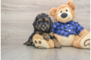Friendly Mini Goldendoodle Baby