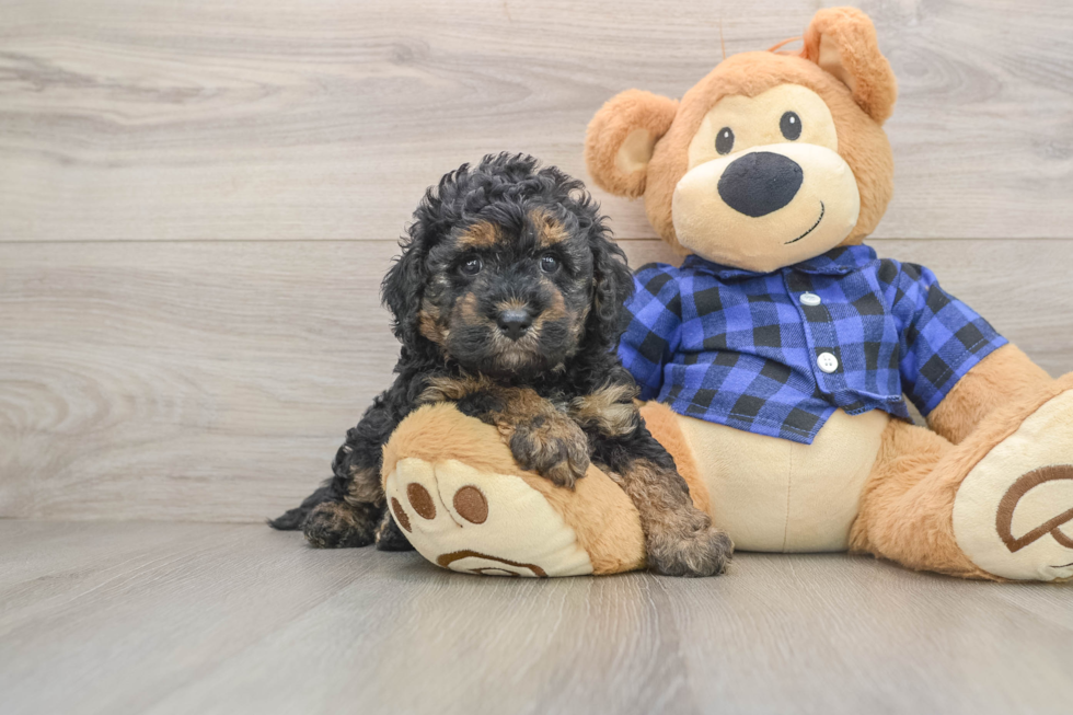 Friendly Mini Goldendoodle Baby