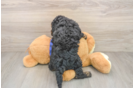 Energetic Golden Doodle Poodle Mix Puppy