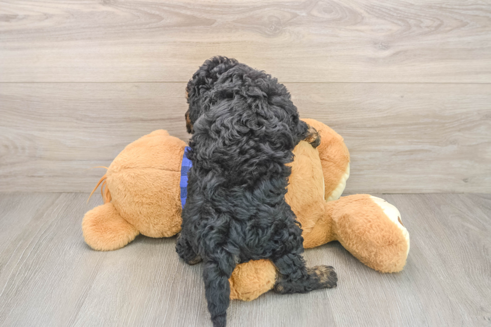 Energetic Golden Doodle Poodle Mix Puppy