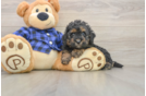 Best Mini Goldendoodle Baby