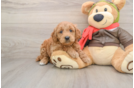 Mini Goldendoodle Puppy for Adoption