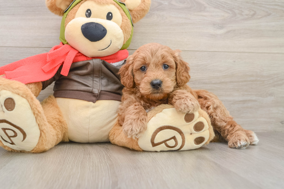 Sweet Mini Goldendoodle Baby