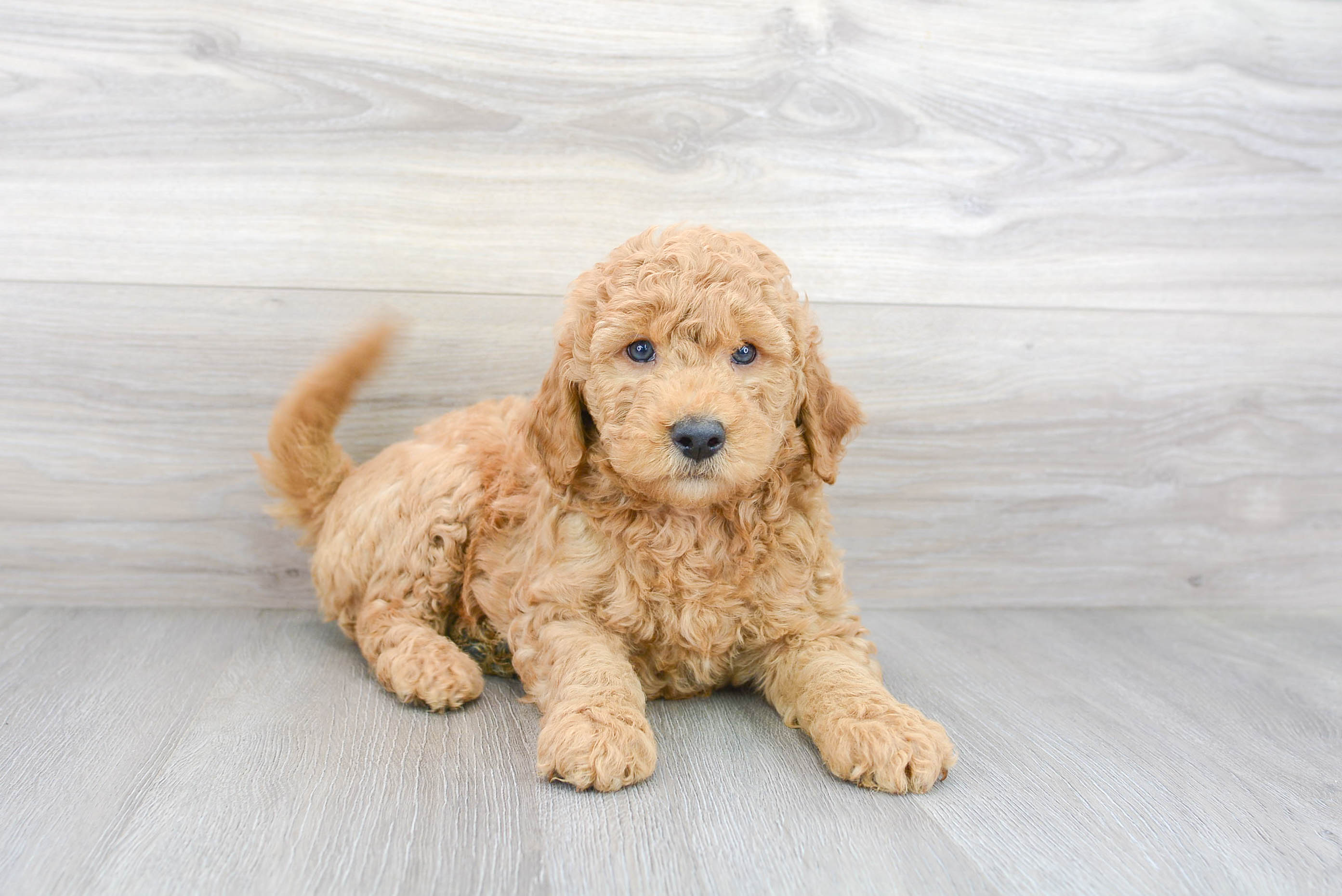 Cute Golden Retriever Poodle Mix Puppy