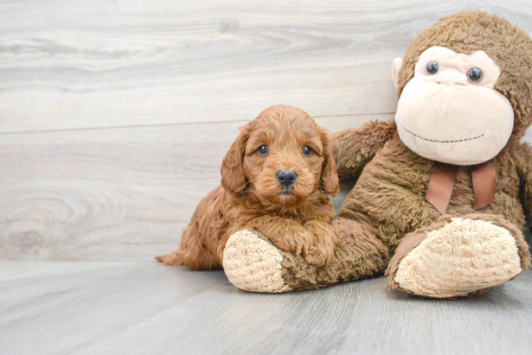 Mini Goldendoodle Pup Being Cute